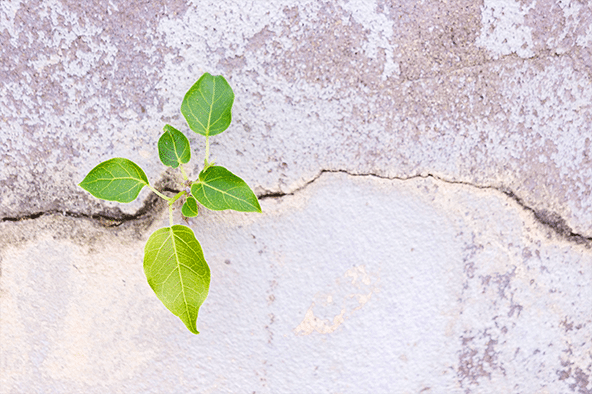 A new plant sprouting out of a crack in a concrete slab.
